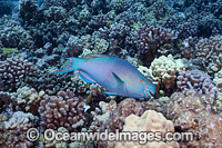 Ember Parrotfish Photo - David Fleetham