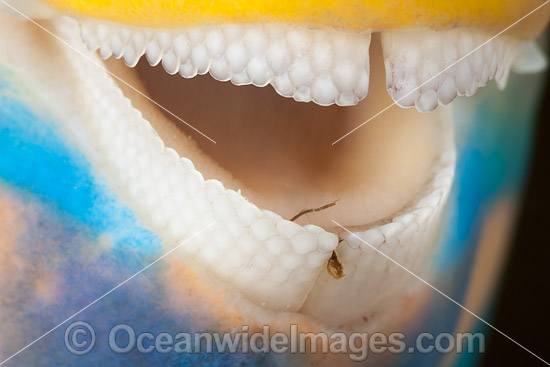 Parrotfish teeth photo