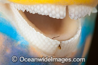 Parrotfish teeth Photo - David Fleetham