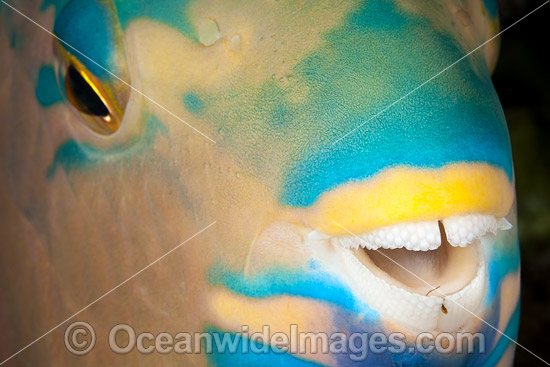 Three-color Parrotfish photo