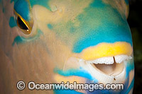 Three-color Parrotfish Photo - David Fleetham