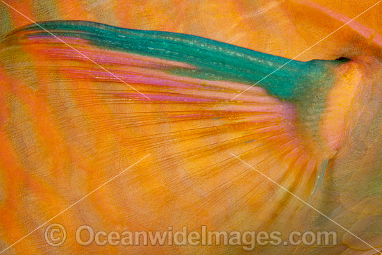 Parrotfish pectoral fin photo