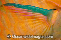 Parrotfish pectoral fin Photo - David Fleetham
