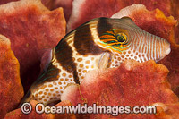 Saddled Pufferfish Photo - David Fleetham