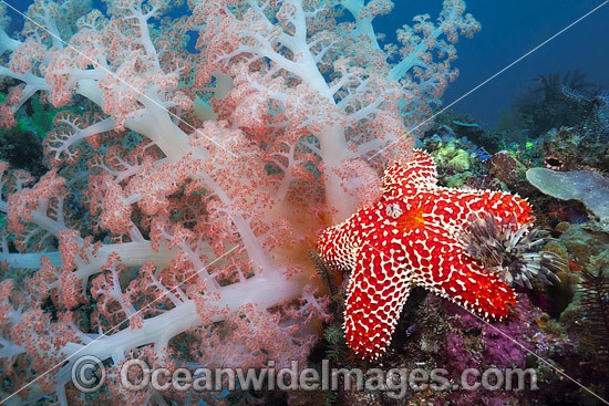 Soft Coral and Sea Star photo