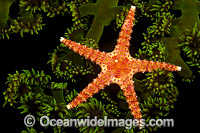 Spiny Sea Star on Green Coral Photo - David Fleetham