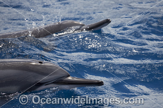 Spinner Dolphins Hawaii photo