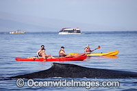 Humpback Whale near kayaks Photo - David Fleetham