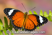 Orange Lacewing Butterfly Photo - Gary Bell