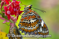 Orange Lacewing Butterfly on flower Photo - Gary Bell