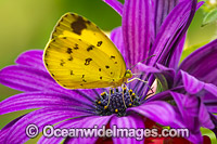 Large Grass-yellow Butterfly on flowers Photo - Gary Bell