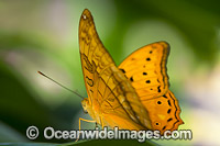 Cruiser Butterfly Vindula arsinoe Photo - Gary Bell