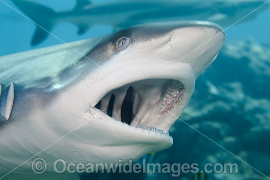Grey Reef Shark showing teeth photo