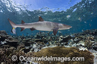 Whitetip Reef Shark on coral reef Photo - David Fleetham