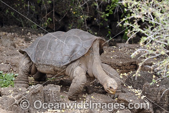 George Giant Tortoise photo