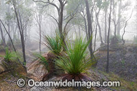 Eucalypt Forest Ballarat Photo - Gary Bell