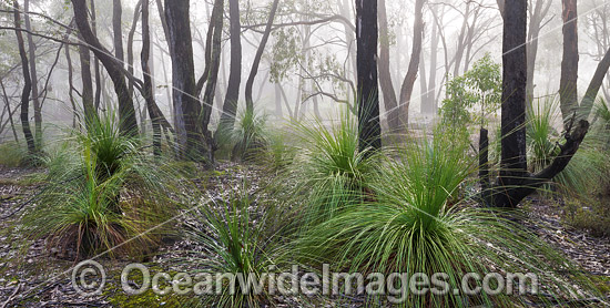 Eucalypt Forest Ballarat photo