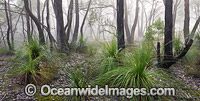 Eucalypt Forest Ballarat Photo - Gary Bell
