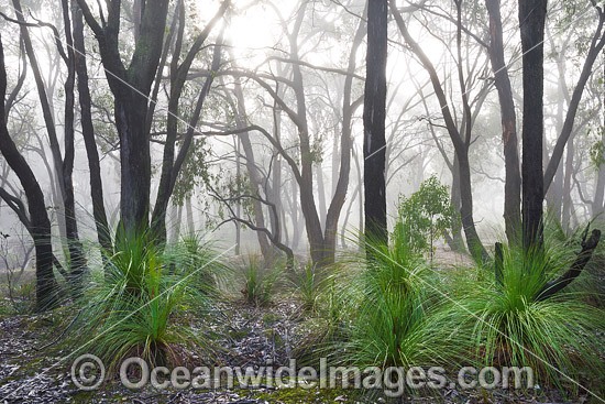 Eucalypt Forest Ballarat photo