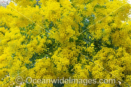 Fringes Wattle Flower photo
