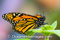 Wanderer Butterfly Australia Photo - Gary Bell
