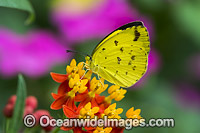 Large Grass-yellow Butterfly Photo - Gary Bell