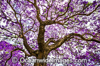 Jacaranda Tree Grafton Photo - Gary Bell