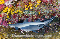 Whitetip Reef Sharks Mexico Photo - Andy Murch