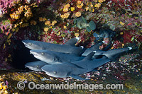 Whitetip Reef Sharks Photo - Andy Murch