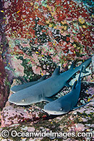 Whitetip Reef Sharks Mexico Photo - Andy Murch
