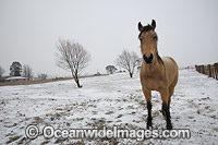 Horse standing in snow field Photo - Gary Bell