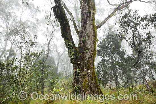 Snow Gum forest in mist photo