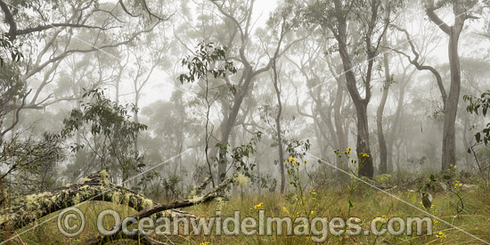 Snow Gum forest in mist photo