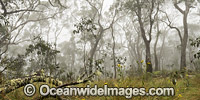 Snow Gum forest in mist Photo - Gary Bell