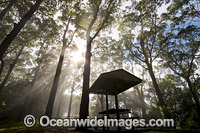 Eucalypt forest and picnic table Photo - Gary Bell