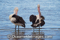 Australian Pelican Central Coast Photo - Gary Bell