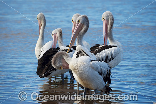 Australian Pelicans Central Coast photo
