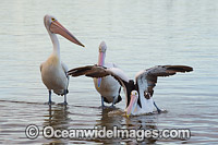 Australian Pelicans Central Coast Photo - Gary Bell