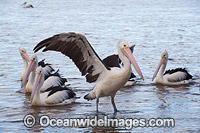 Australian Pelicans Central Coast Photo - Gary Bell