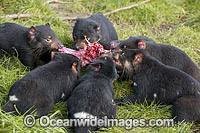 Tasmanian Devils feeding on a carcass Photo - Gary Bell