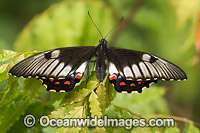 Orchard Swallowtail Butterfly Photo - Gary Bell