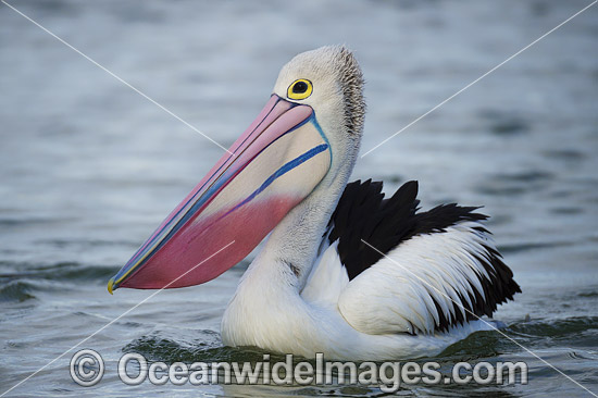 Australian Pelican photo