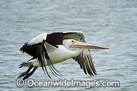 Australian Pelican flying Photo - Gary Bell