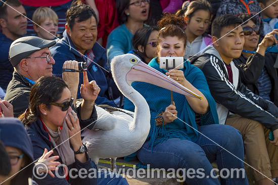 Spectators with Pelicans photo