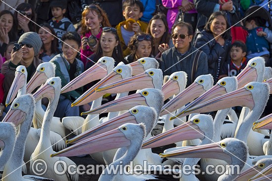 Spectators with Pelicans photo