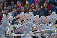 Spectators with Pelicans Photo - Gary Bell