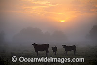 Cattle in morning mist Photo - Gary Bell