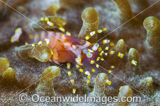 Commensal Shrimp on Corallimorph photo