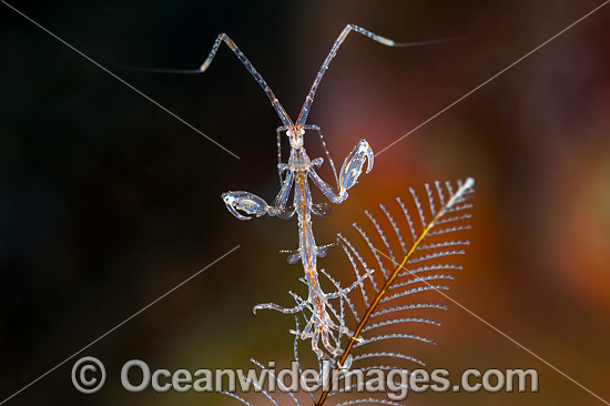 Skeleton Shrimp Caprella sp. photo