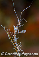 Ghost Shrimp on Hydroid Photo - Gary Bell